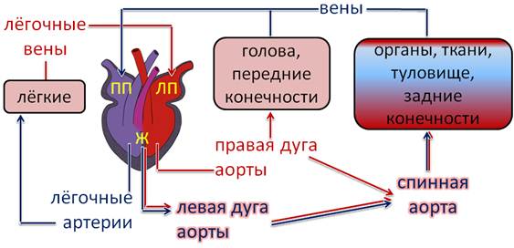 какие яйца у пресмыкающихся. Смотреть фото какие яйца у пресмыкающихся. Смотреть картинку какие яйца у пресмыкающихся. Картинка про какие яйца у пресмыкающихся. Фото какие яйца у пресмыкающихся