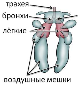 Схема воздушных мешков птиц