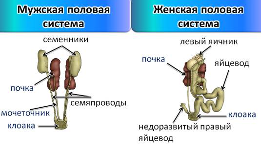 Выделительная система птиц рисунок