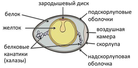 Оболочки яйца. Строение яйцеклетки птицы. Зародышевый диск. Надскорлуповая оболочка яйца. Надскорлуповая оболочка яйца птиц.