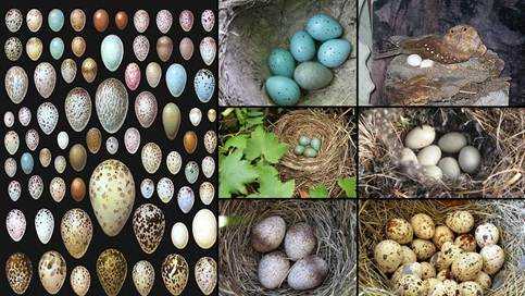 Какие бывают яйца у птиц названия и фото