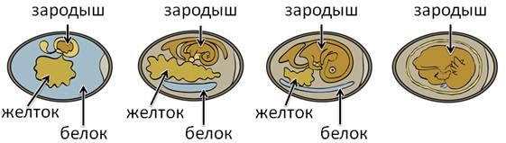 какое размножение у птиц бесполое