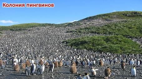 сезонные явления в жизни птиц перелеты гнездование