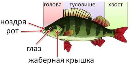 Какие плавники рыбы парные какие непарные. Парные и непарные плавники у рыб. Парные и непарные плавники у окуня. Плавники рыбы плавные и непартные. Непарные плавники у рыб.