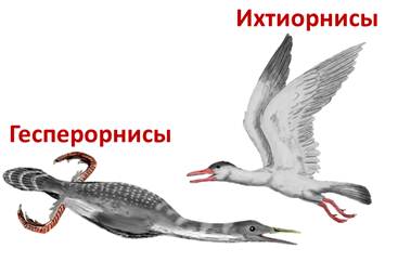 Охарактеризуйте отличительные черты двух систематических групп класса птицы используя рисунки