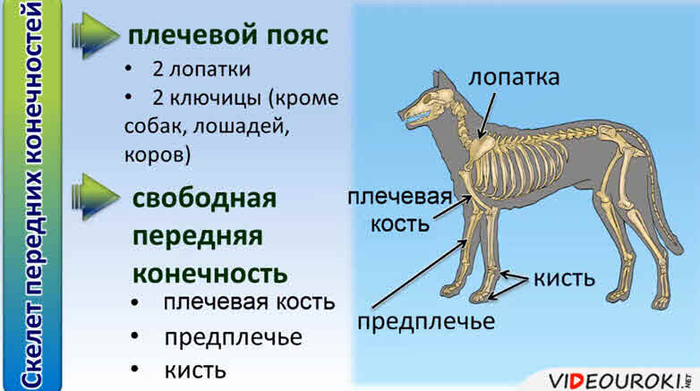 Скелет передних и задних конечностей млекопитающих. Строение скелета задней конечности млекопитающих. Строение задних конечностей млекопитающих. Пояс передних конечностей у млекопитающих. Скелет собаки по биологии 7 класс.