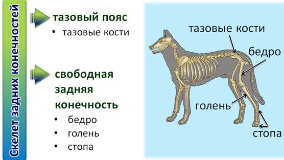 Запишите выводы об особенностях скелета млекопитающих сделайте рисунки биология 7