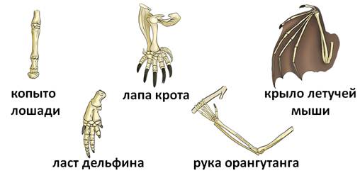 Скелет конечностей млекопитающих схема