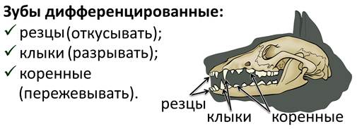 Почему зубы млекопитающих отличаются. Дифференцировка зубов у млекопитающих. Дифференциация зубов у млекопитающих. Зубная система млекопитающих анатомия. Зубная система хищных млекопитающих.