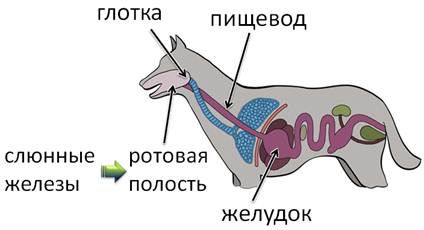 Какое животное имеет желудок строение которого изображено на рисунке собака свинья корова лошадь