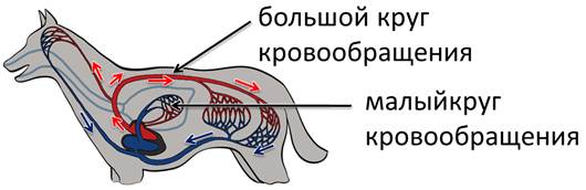 Большой круг кровообращения млекопитающих схема