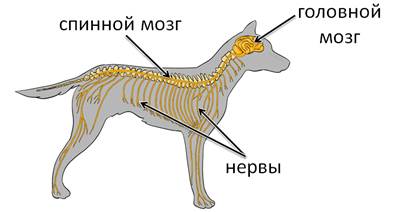 Нервная система млекопитающих рисунок