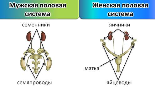 Схема как происходит развитие детеныша в матке у млекопитающих