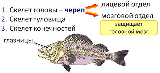 Внутреннее строение костистой рыбы рисунок с подписями