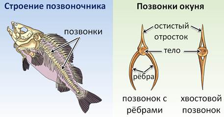 как устроен организм рыбы. Смотреть фото как устроен организм рыбы. Смотреть картинку как устроен организм рыбы. Картинка про как устроен организм рыбы. Фото как устроен организм рыбы
