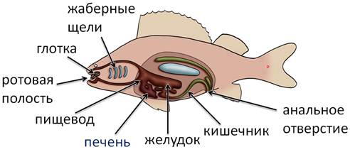 как устроен организм рыбы. Смотреть фото как устроен организм рыбы. Смотреть картинку как устроен организм рыбы. Картинка про как устроен организм рыбы. Фото как устроен организм рыбы