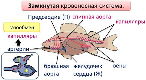 как устроен организм рыбы. Смотреть фото как устроен организм рыбы. Смотреть картинку как устроен организм рыбы. Картинка про как устроен организм рыбы. Фото как устроен организм рыбы