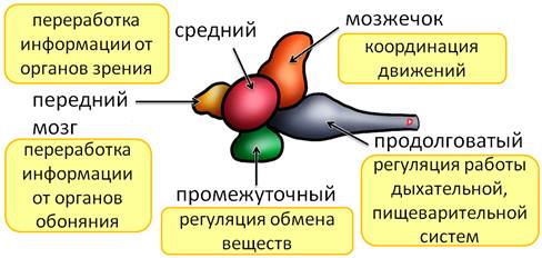 как устроен организм рыбы. Смотреть фото как устроен организм рыбы. Смотреть картинку как устроен организм рыбы. Картинка про как устроен организм рыбы. Фото как устроен организм рыбы