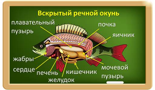 Вскрытый речной окунь рисунок с подписями