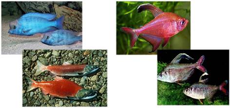 Какое оплодотворение характерно для костных рыб. Половой диморфизм у рыб. Оплодотворение у рыб. Рыбы относятся к половому диморфизму. Лосось в период размножения.