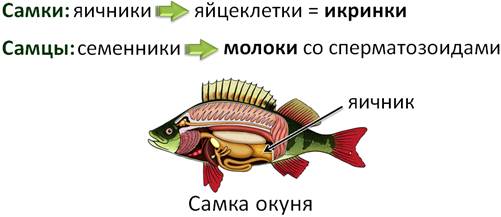 какое оплодотворение у большинства рыб