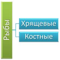 признаки строения хрящевых и костных рыб. Смотреть фото признаки строения хрящевых и костных рыб. Смотреть картинку признаки строения хрящевых и костных рыб. Картинка про признаки строения хрящевых и костных рыб. Фото признаки строения хрящевых и костных рыб