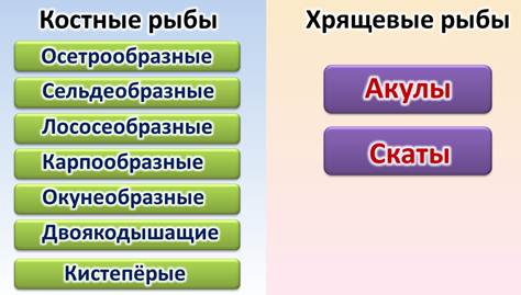 признаки строения хрящевых и костных рыб. Смотреть фото признаки строения хрящевых и костных рыб. Смотреть картинку признаки строения хрящевых и костных рыб. Картинка про признаки строения хрящевых и костных рыб. Фото признаки строения хрящевых и костных рыб