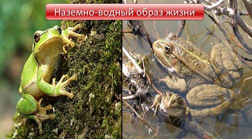 Чем покрыта кожа земноводных. Смотреть фото Чем покрыта кожа земноводных. Смотреть картинку Чем покрыта кожа земноводных. Картинка про Чем покрыта кожа земноводных. Фото Чем покрыта кожа земноводных