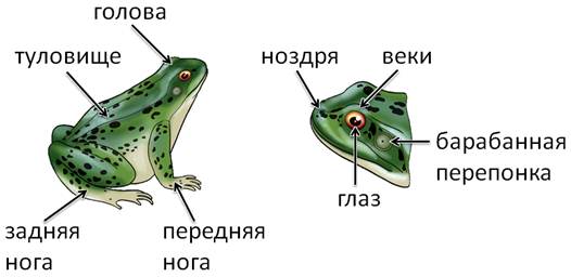 Чем покрыта кожа земноводных. Смотреть фото Чем покрыта кожа земноводных. Смотреть картинку Чем покрыта кожа земноводных. Картинка про Чем покрыта кожа земноводных. Фото Чем покрыта кожа земноводных