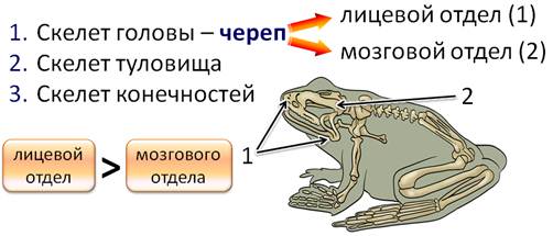 через что выводят мочу в окружающую среду земноводные. Смотреть фото через что выводят мочу в окружающую среду земноводные. Смотреть картинку через что выводят мочу в окружающую среду земноводные. Картинка про через что выводят мочу в окружающую среду земноводные. Фото через что выводят мочу в окружающую среду земноводные