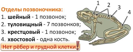 через что выводят мочу в окружающую среду земноводные. Смотреть фото через что выводят мочу в окружающую среду земноводные. Смотреть картинку через что выводят мочу в окружающую среду земноводные. Картинка про через что выводят мочу в окружающую среду земноводные. Фото через что выводят мочу в окружающую среду земноводные