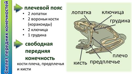 через что выводят мочу в окружающую среду земноводные. Смотреть фото через что выводят мочу в окружающую среду земноводные. Смотреть картинку через что выводят мочу в окружающую среду земноводные. Картинка про через что выводят мочу в окружающую среду земноводные. Фото через что выводят мочу в окружающую среду земноводные