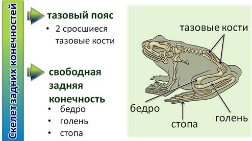 через что выводят мочу в окружающую среду земноводные. Смотреть фото через что выводят мочу в окружающую среду земноводные. Смотреть картинку через что выводят мочу в окружающую среду земноводные. Картинка про через что выводят мочу в окружающую среду земноводные. Фото через что выводят мочу в окружающую среду земноводные