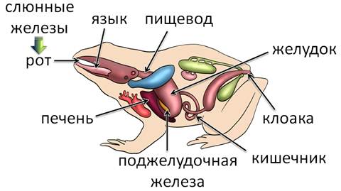 через что выводят мочу в окружающую среду земноводные. Смотреть фото через что выводят мочу в окружающую среду земноводные. Смотреть картинку через что выводят мочу в окружающую среду земноводные. Картинка про через что выводят мочу в окружающую среду земноводные. Фото через что выводят мочу в окружающую среду земноводные