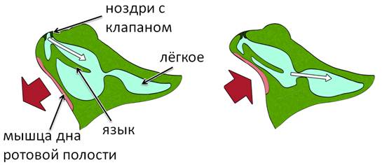 Схема дыхательной системы земноводных - 93 фото