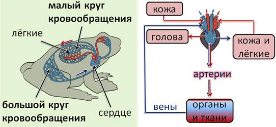 через что выводят мочу в окружающую среду земноводные. Смотреть фото через что выводят мочу в окружающую среду земноводные. Смотреть картинку через что выводят мочу в окружающую среду земноводные. Картинка про через что выводят мочу в окружающую среду земноводные. Фото через что выводят мочу в окружающую среду земноводные