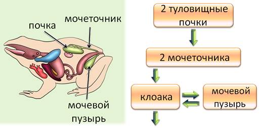 через что выводят мочу в окружающую среду земноводные. Смотреть фото через что выводят мочу в окружающую среду земноводные. Смотреть картинку через что выводят мочу в окружающую среду земноводные. Картинка про через что выводят мочу в окружающую среду земноводные. Фото через что выводят мочу в окружающую среду земноводные