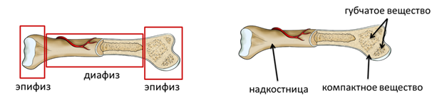 Под надкостница. Надкостница кости. Строение кости надкостница. Строение кости по слоям.