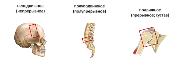 Кости тазобедренного сустава полуподвижные. Неподвижный Тип соединения костей. Полуподвижное соединение костей. Подвижные полуподвижные и неподвижные кости. Неподвижное соединение костей рисунок.