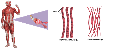Изображенная на рисунке ткань является основой скелета гладких мышц