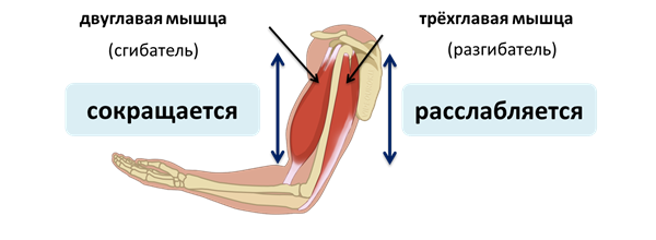 Агонисты и синергисты мышцы