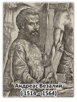 Высказал мысль что организмы развиваются по законам природы. image006. Высказал мысль что организмы развиваются по законам природы фото. Высказал мысль что организмы развиваются по законам природы-image006. картинка Высказал мысль что организмы развиваются по законам природы. картинка image006.