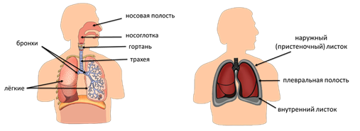 какое строение имеют легкие человека 8 класс биология