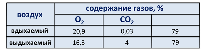 какое строение имеют легкие человека 8 класс биология