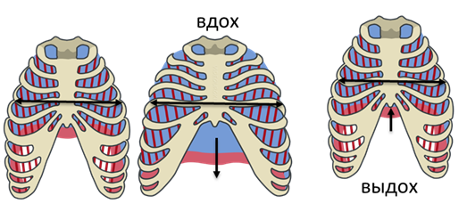 Реберно поперечный сустав движение. Движение ребер. Движение ребер при дыхании. Движение ребер по типу ручки насоса. Движение грудной клетки.