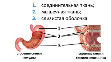 Строение оболочки желудка. Строение стенки желудка анатомия. Тканевое строение стенки желудка. Мышечная оболочка органов пищеварительного тракта. Слои слизистой оболочки органов пищеварительной системы.