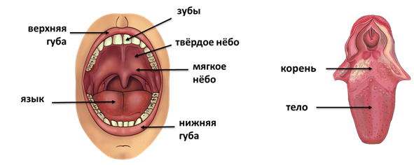 Полость рта язык. Твердое небо и мягкое небо.