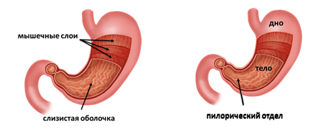 Наличие гладких мышц в стенках желудка. Гладкая мускулатура желудка. Стенки желудка гладкая мускулатура. Гладкие мышцы в стенках желудка. Гладкая мускулатура желудка представлена слоями.