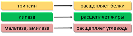Расщепление белки жиры углеводы
