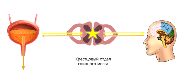 Мочевыводящие пути картинка